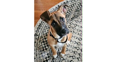 Josie, an adoptable Shepherd in Youngsville, NC