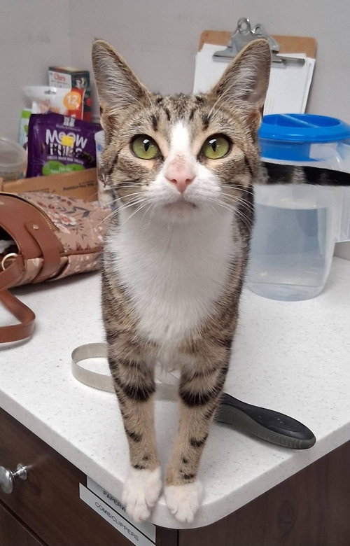 Maple, an adoptable Domestic Short Hair in Youngsville, NC