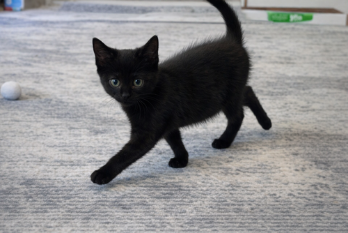 Frijo, an adoptable Domestic Short Hair in Youngsville, NC