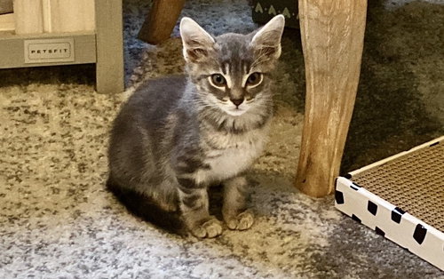 Pico, an adoptable Domestic Short Hair in Youngsville, NC