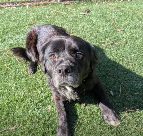 Kirby, an adoptable Labrador Retriever in Youngsville, NC