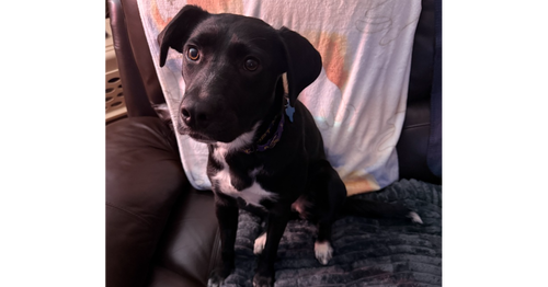 Lily Pad, an adoptable Labrador Retriever in Youngsville, NC