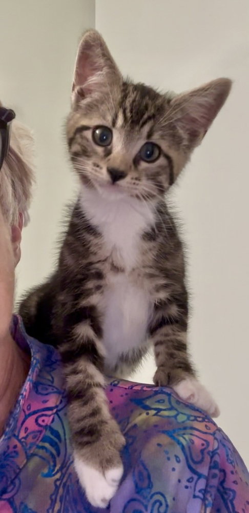 Chocolate, Baby Domestic Short Hair, cat for adoption in Raleigh, North Carolina