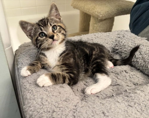 Chocolate, Baby Domestic Short Hair, cat for adoption in Wilson, North Carolina