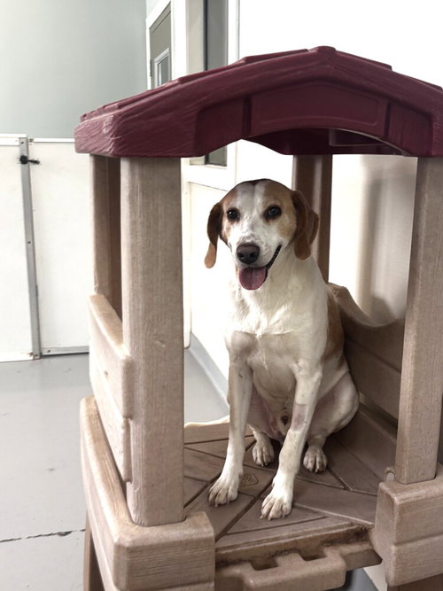 Jimmy, an adoptable Hound in Youngsville, NC