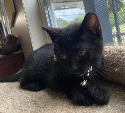 Danny, Baby Domestic Short Hair, cat for adoption in Wilson, North Carolina