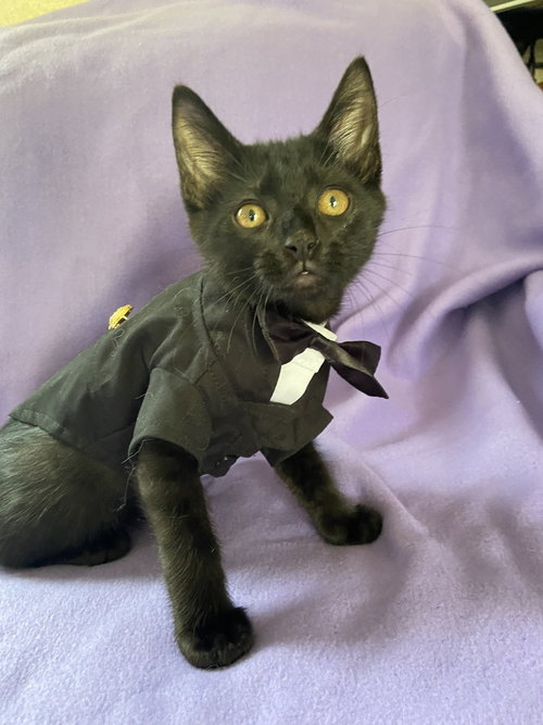 Danny, Baby Domestic Short Hair, cat for adoption in Youngsville, North Carolina