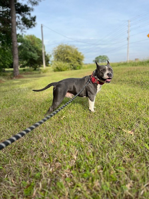 Sherman