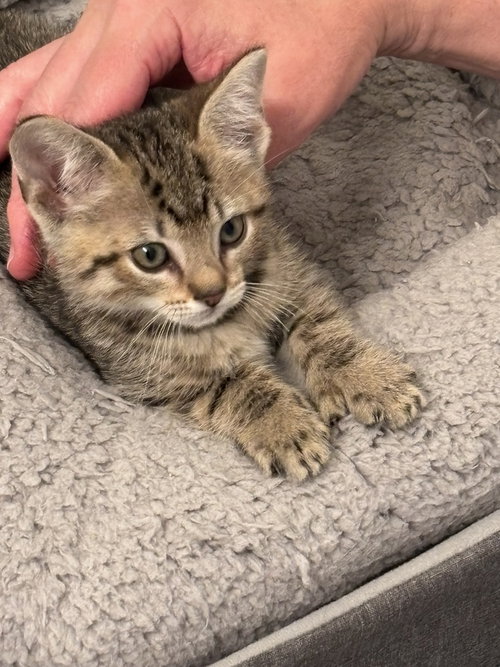Brownie- Polydactyl