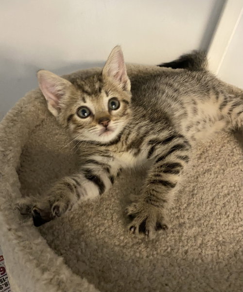 Brownie- Polydactyl, Baby Domestic Short Hair, cat for adoption in Wilson, North Carolina