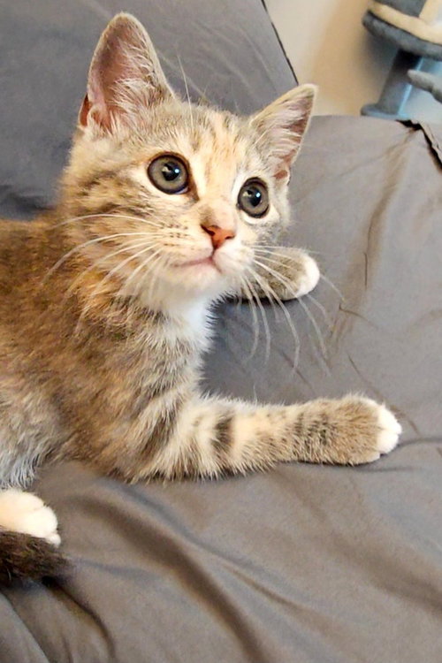 Piper