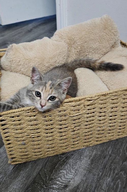 Piper, Baby Domestic Short Hair / Calico / Mixed, cat for adoption in Wilson, North Carolina