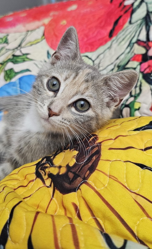 Piper, Baby Domestic Short Hair / Calico / Mixed, cat for adoption in Durham, North Carolina