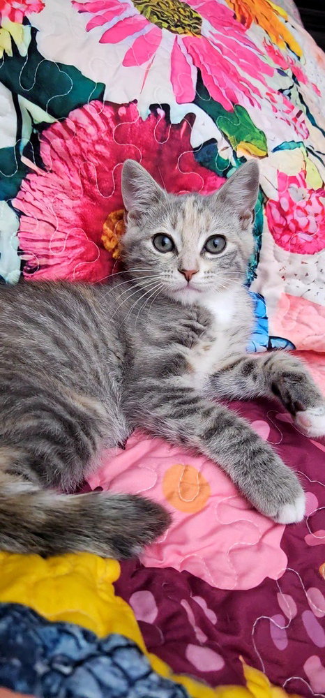 Piper, Baby Domestic Short Hair / Calico / Mixed, cat for adoption in Rocky Mount, North Carolina