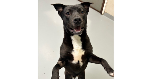 Raisin, an adoptable Labrador Retriever in Youngsville, NC