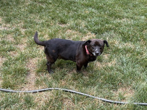 Remi