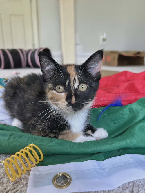 Nancy, Baby Calico (short coat), cat for adoption in Rocky Mount, North Carolina