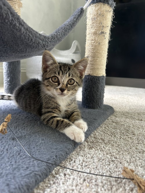 Ned, Baby American Shorthair (short coat), cat for adoption in Rocky Mount, North Carolina