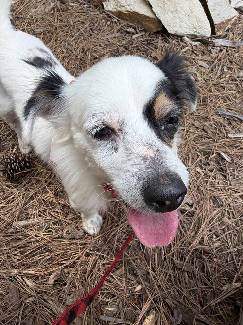 Kiwi, an adoptable Chihuahua in Youngsville, NC