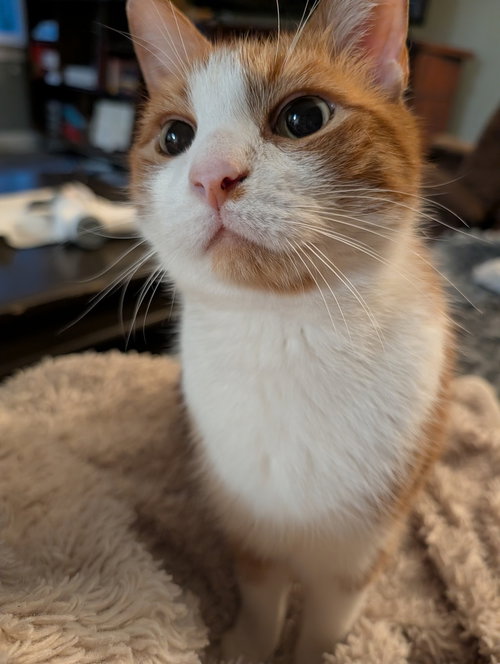 Nemo, an adoptable Domestic Short Hair in Youngsville, NC