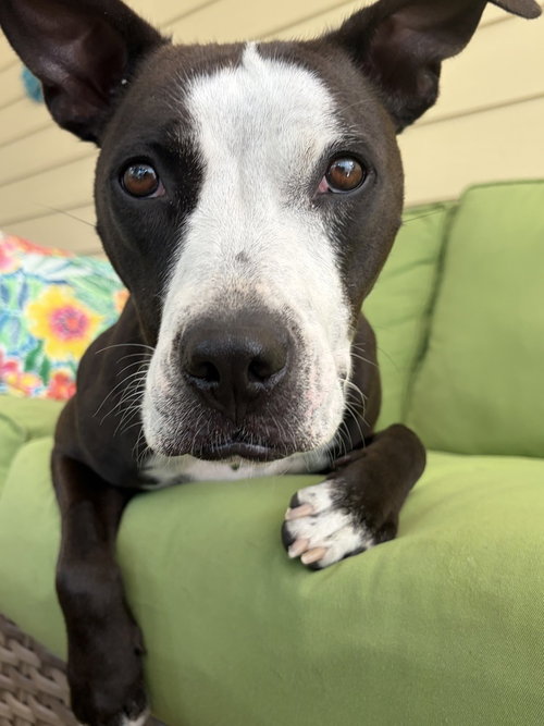 Millie, an adoptable Staffordshire Bull Terrier in Youngsville, NC
