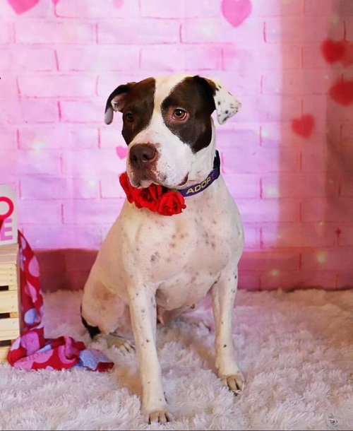 Mia, an adoptable Pointer in Youngsville, NC
