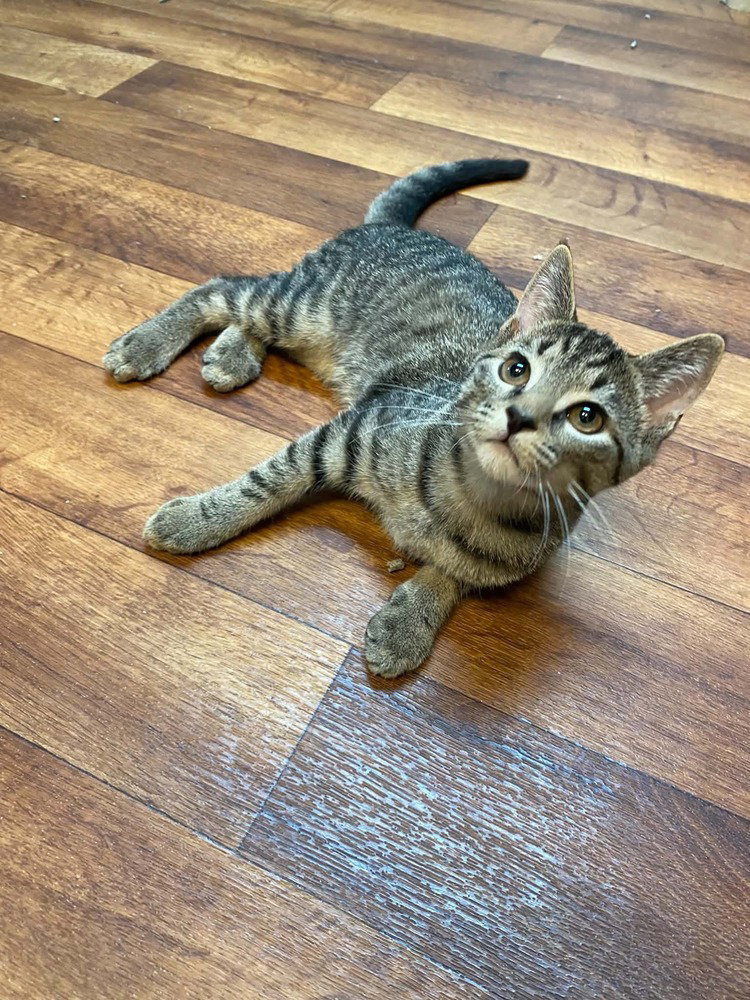 Buck, Domestic Short Hair