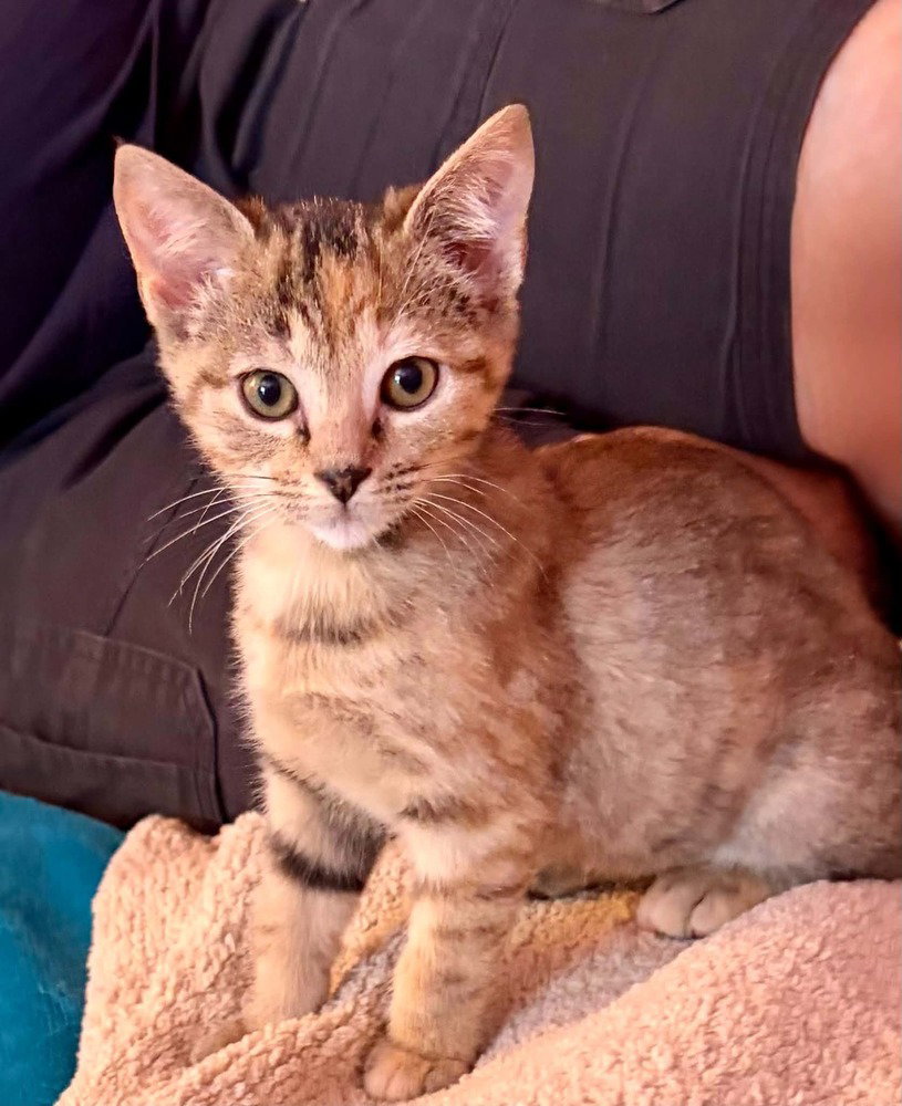 Mopsy, Domestic Short Hair