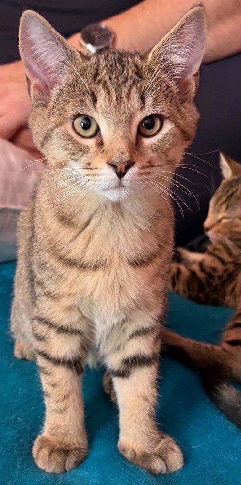 Moose, Domestic Short Hair