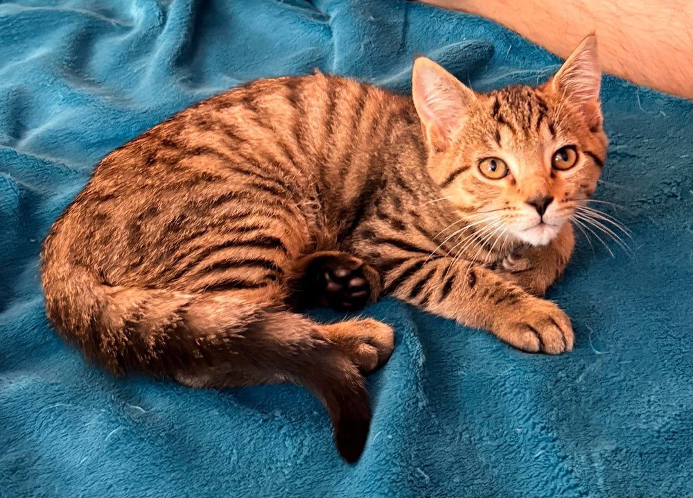 Cottontail, Domestic Short Hair