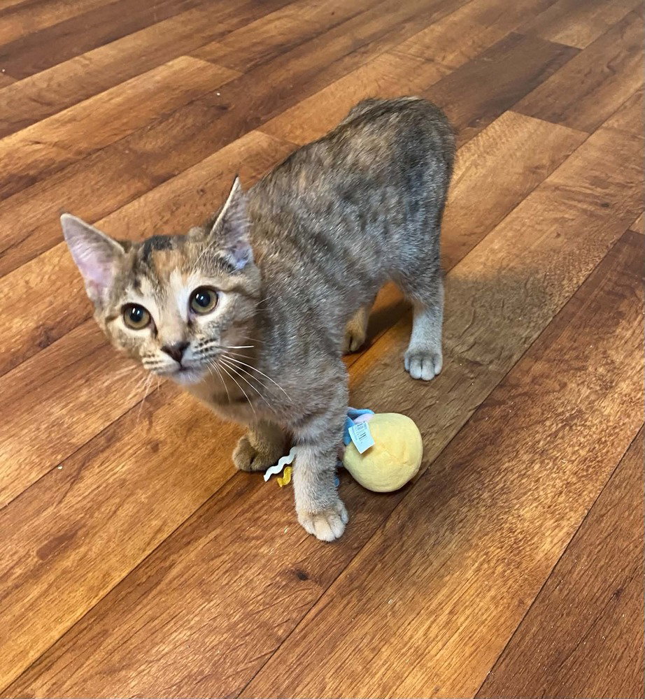 Flopsy, Domestic Short Hair
