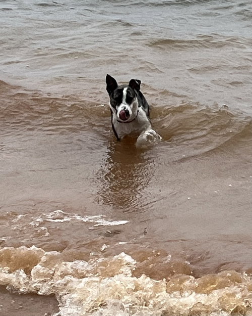 Abbie, an adoptable Cattle Dog in Youngsville, NC
