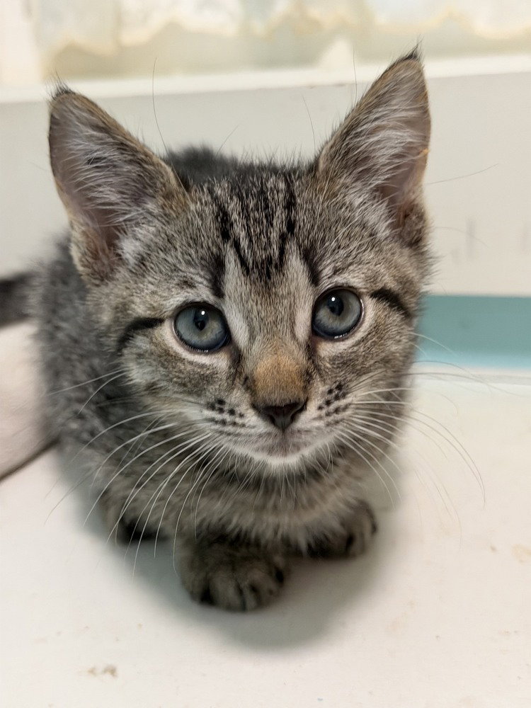 Yahtzee, Domestic Short Hair