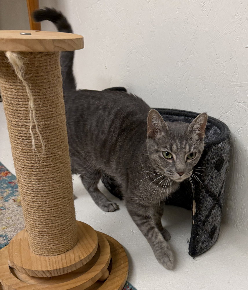 Checkers, Domestic Short Hair