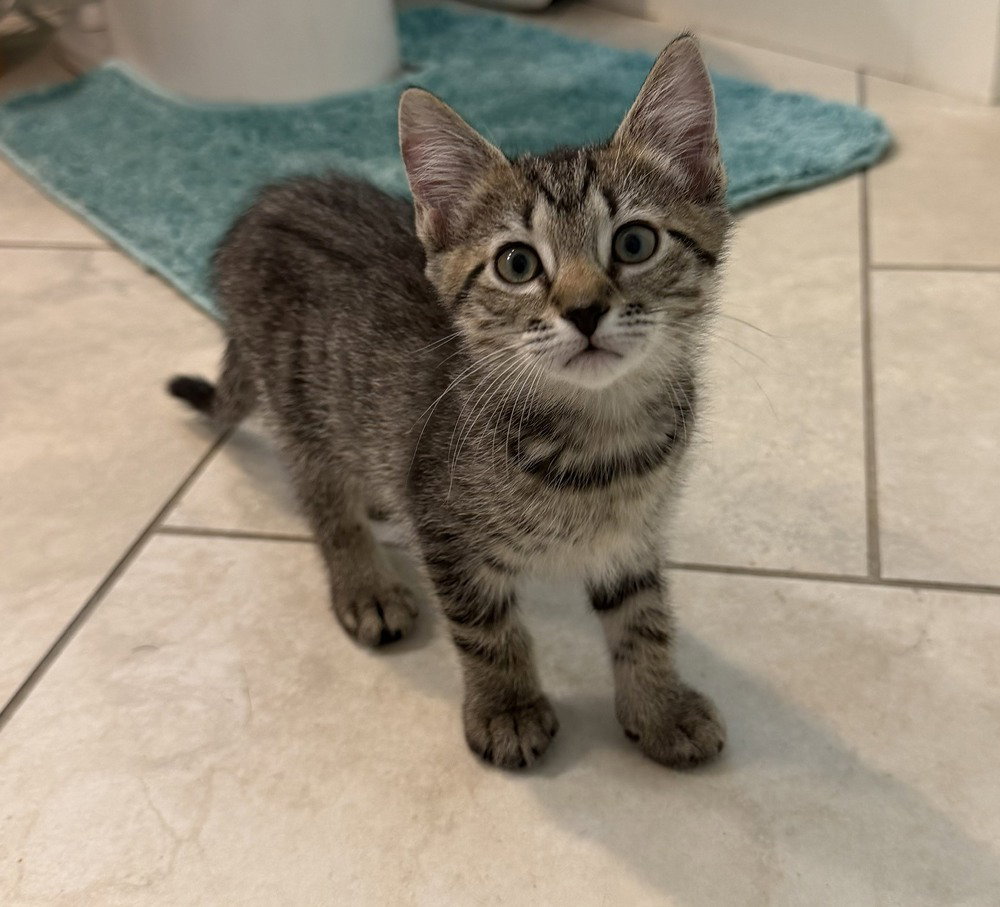 Scrabble, Domestic Short Hair