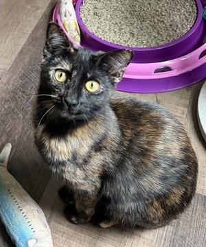 Jess, a female kitten up for adoption
