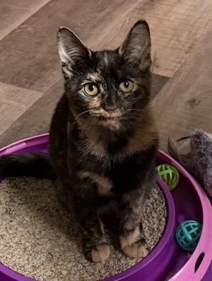 Pebbles, a female kitten up for adoption