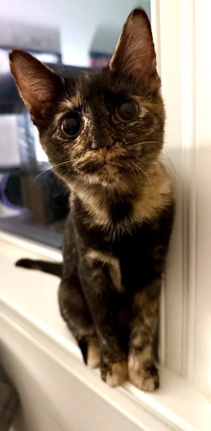 Pebbles, photo 4
