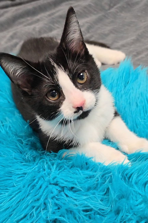 Dexter, a male kitten up for adoption