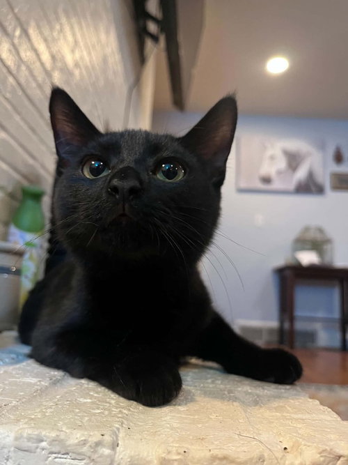 Orion, a male kitten up for adoption