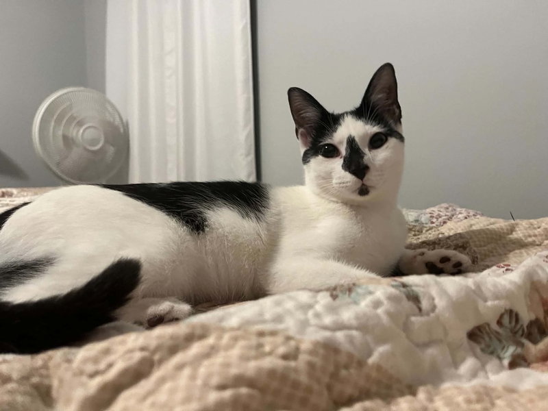 Mandy, a female kitten up for adoption