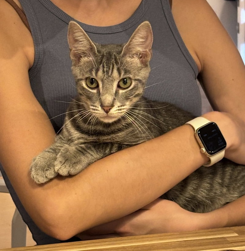 Max, a male kitten up for adoption
