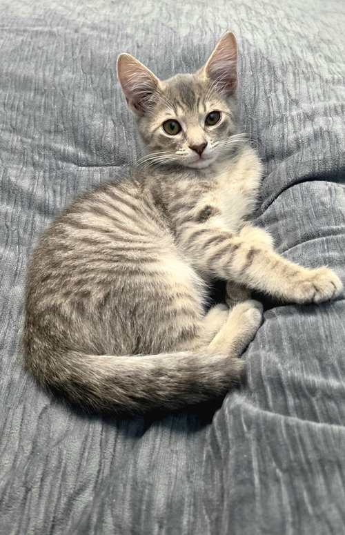 Winky, a male kitten up for adoption