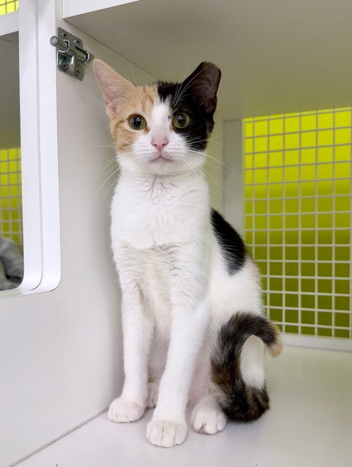 Calista, an adult female cat up for adoption