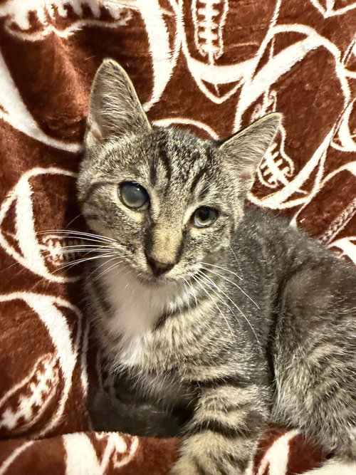 Cookie, a male kitten up for adoption