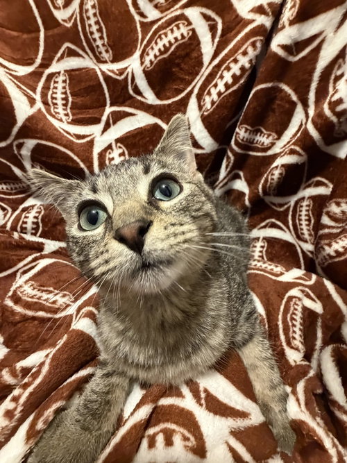 Candy, a female kitten up for adoption