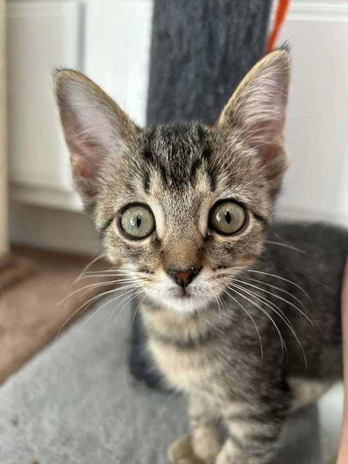 Dolly, a female kitten up for adoption