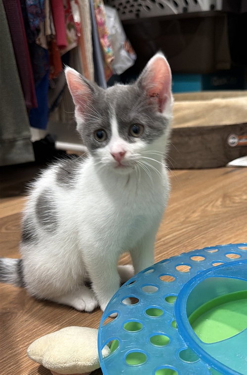 Gizmo, a male kitten up for adoption