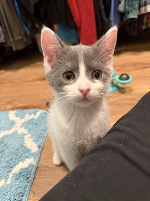 Gizmo, photo 2
