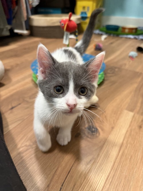 Gizmo, photo 4